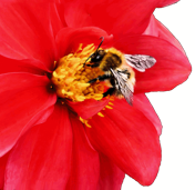 NECTAR Flower and Bee Photographic Logo