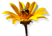 NECTAR Flower and Bee Photographic Logo